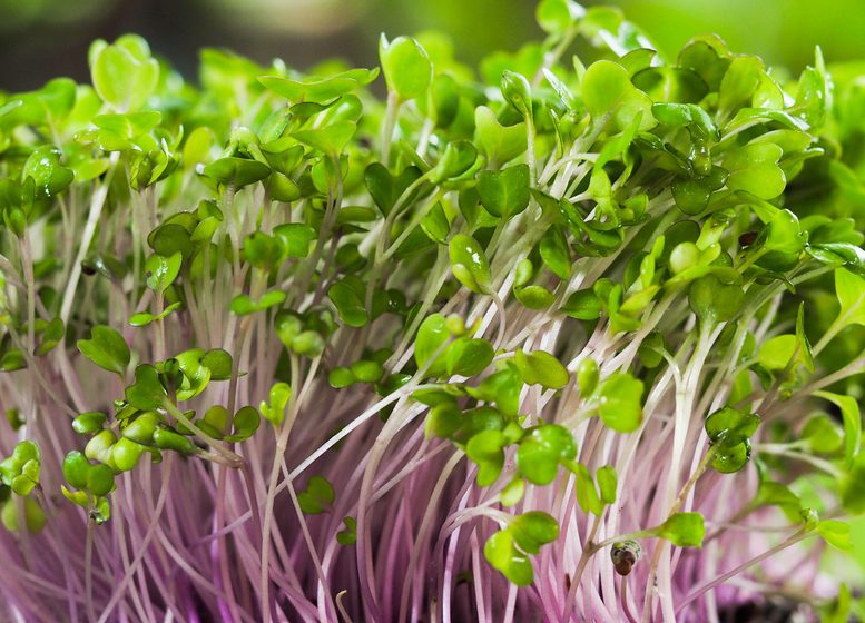 microgreen field, Group of green and purple sprouts growing out from soil, baby vegetables in sunshine.