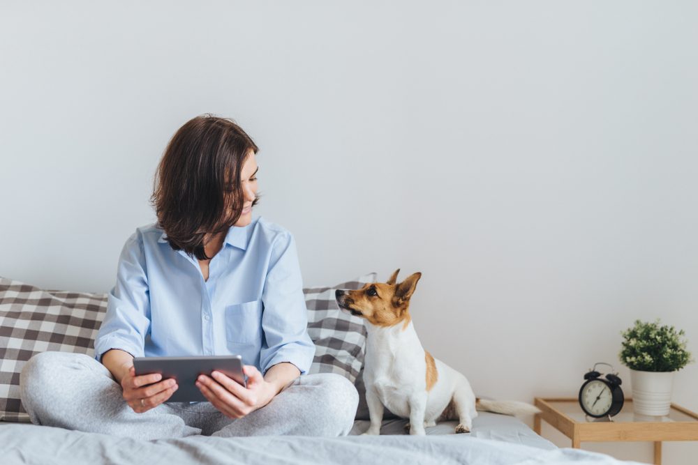 Beautiful brunette female in pyjamas sits on bed in bedroom with her jack russell terrier dog, holds tablet computer, enjoys morning weekend, watches video online, has good relationships with pet